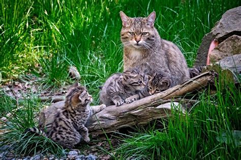 Ilustración de un gato salvaje cazando en su hábitat natural, representando la dieta ancestral rica en proteínas y grasas.