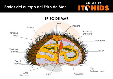 Diagrama anatómico de un erizo de mar, señalando la boca y las gónadas.