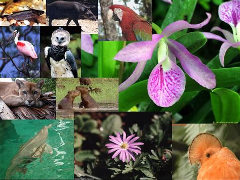 Foto de la flora y fauna característica de las quebradas de la cuenca del río Camarones