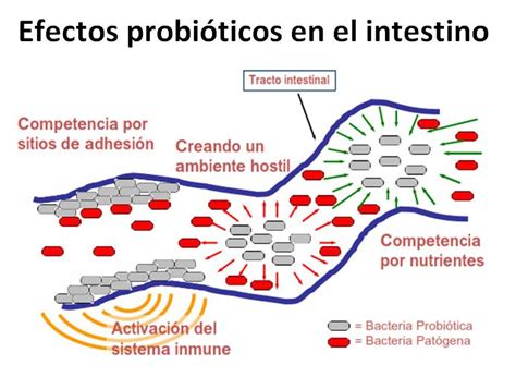 Diagrama del intestino mostrando la acción de los probióticos del yogur.