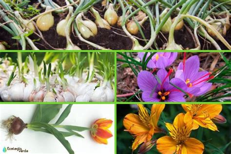 Galería de imágenes mostrando diferentes tipos de bulbos y verduras de raíz como cebollas, chalotas, nabos y rábanos.