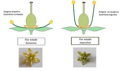 Diagrama del ciclo de floración masculina y femenina de la variedad Chandler.