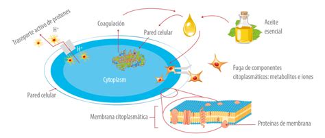 Diagrama esquemático de la acción de los ácidos orgánicos en células bacterianas, mostrando la penetración de la forma no disociada, disociación intracelular y el bombeo de protones.