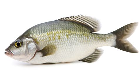 Imagen de un pescado descongelándose en un recipiente en la nevera