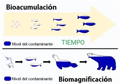 Esquema de bioacumulación de contaminantes en la cadena alimentaria marina