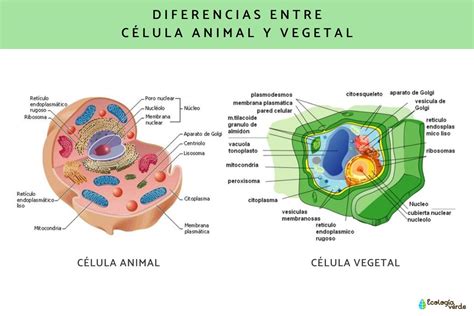 Esquema comparativo de una célula animal y una célula vegetal, destacando sus componentes comunes y únicos.