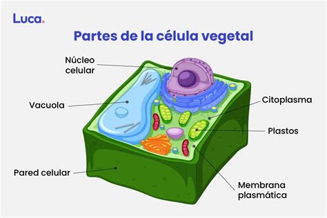 Diagrama detallado de una célula vegetal mostrando sus componentes clave como la pared celular, cloroplastos y la gran vacuola central.