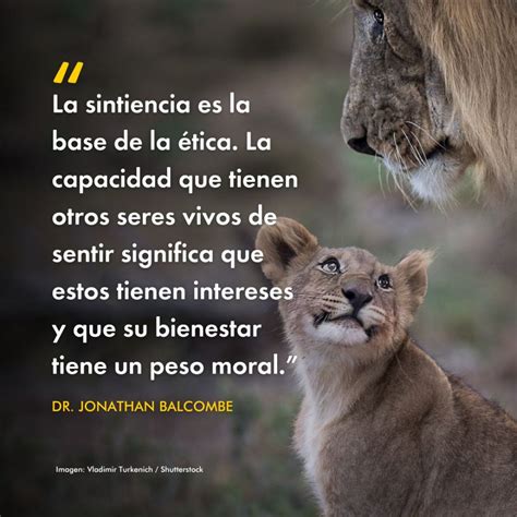 Esquema sobre la sintiencia animal: comparación de capacidades emocionales entre humanos y animales no humanos.