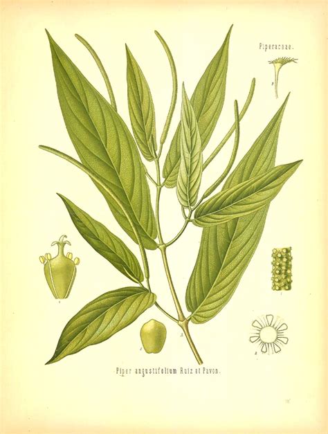 Ilustración botánica del Matico (Piper aduncum)