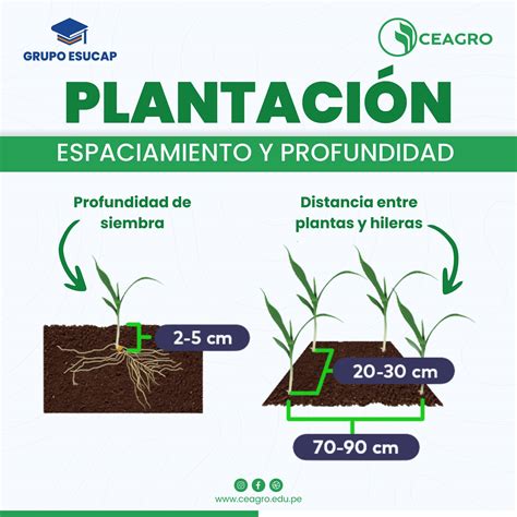 Infografía sobre la profundidad y espaciado de siembra para coliflor