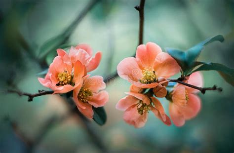 Fotografía de flores de membrillo en detalle