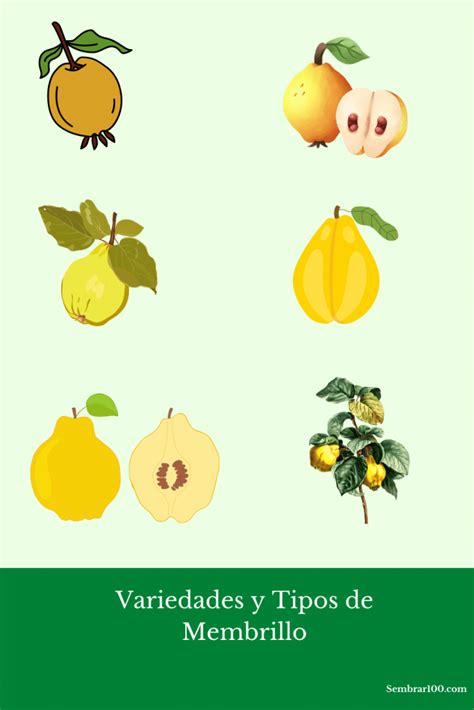 Tabla comparativa de variedades de membrillo