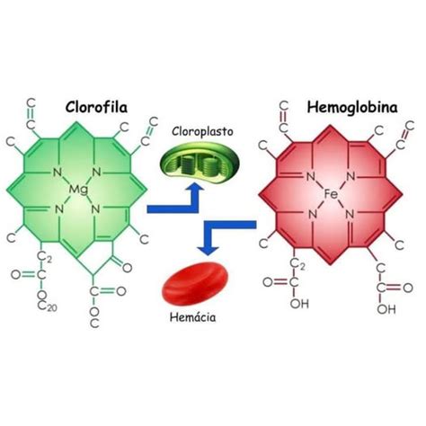 Diagrama que compara la estructura molecular de la hemoglobina y la clorofila.