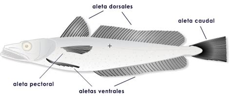 ilustración de las diferentes partes de la merluza (cogote, lomo, cola)