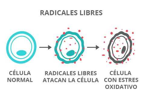Diagrama que explica la acción antioxidante del glutatión contra los radicales libres y el estrés oxidativo en células cancerosas