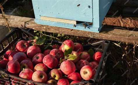 Cesta de moras frescas recién recolectadas en el campo