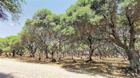Campo de algarrobos bajo el sol mediterráneo
