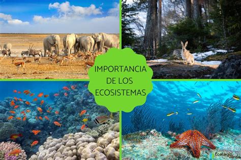 Infografía comparativa: impacto de las medusas en el ecosistema marino y su potencial como fuente de alimento.