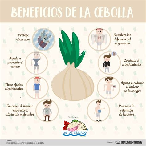 Infografía: componentes de la cebolla y reacción al corte, mostrando liberación de compuestos azufrados