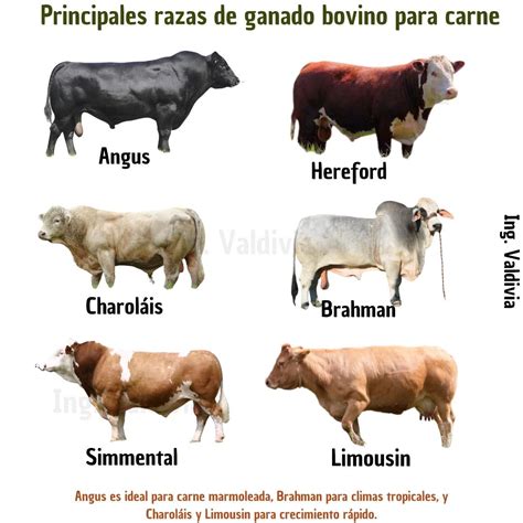 Esquema visual de las principales razas de ganado bovino para producción de carne