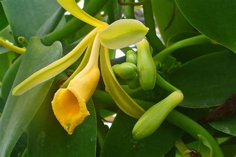 Campo de orquídeas de vainilla (Vanilla planifolia) en flor