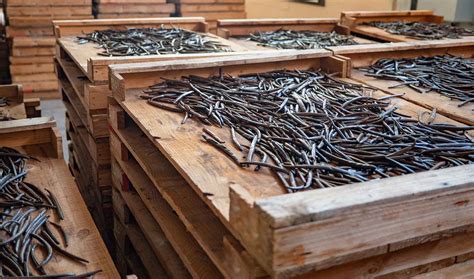 Proceso de curado y fermentación de las vainas de vainilla