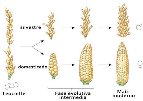 Esquema sobre la evolución del maíz desde el teosinte hasta la mazorca actual