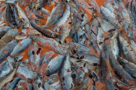Foto de salmones muertos o en descomposición flotando en el agua cerca de una jaula de cultivo.