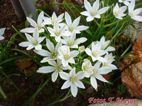 Foto de la flor Ornithogalum umbellatum (Leche de gallina)