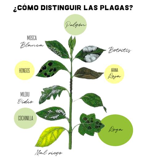 Ilustración de daños por plagas y enfermedades en hojas y vainas de arveja