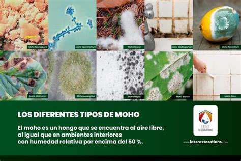 infografía sobre los diferentes tipos de moho y sus usos