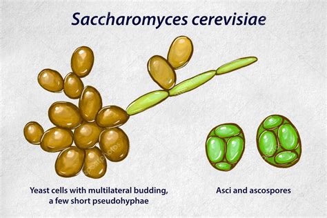 Células de levadura Saccharomyces cerevisiae observadas a 40x y 100x con inmersión en aceite