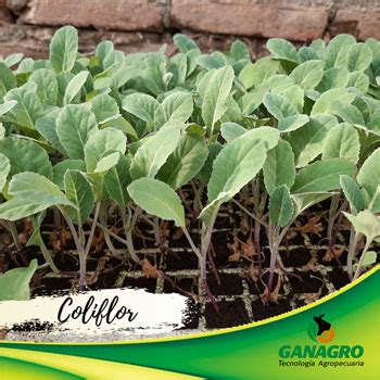 Plántulas de coliflor siendo trasplantadas cuidadosamente en un huerto