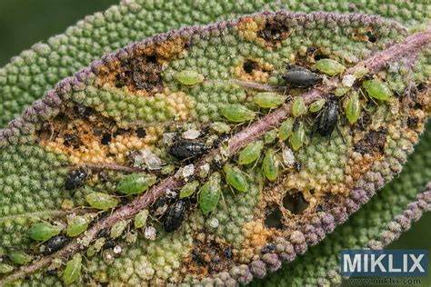 Fotografía macro de pulgones en una hoja de coliflor, mostrando el daño