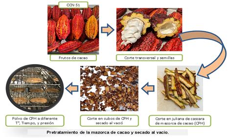 Esquema del proceso de secado de calamar para la obtención de harina