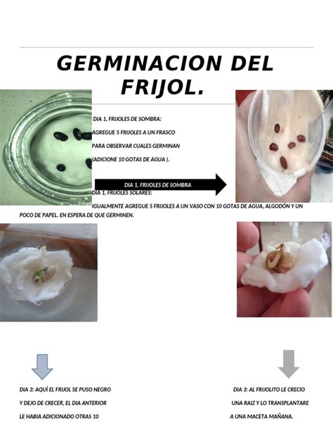 Esquema del proceso de germinación y fermentación de granos de trigo sarraceno para pan