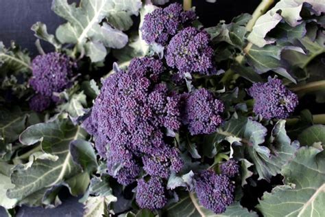 Esquema o collage de diferentes tipos de brócoli: Calabrese, Romanesco, Bimi, Morado
