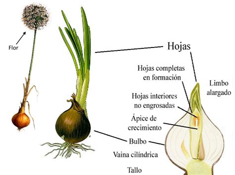 Esquema de la morfología de la planta de cebolla, detallando el bulbo, las raíces y la estructura foliar.
