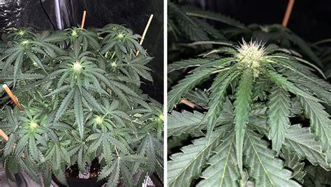 Esquema de las etapas de floración del cannabis: desde la aparición de los primeros pistilos hasta la maduración final de los tricomas.