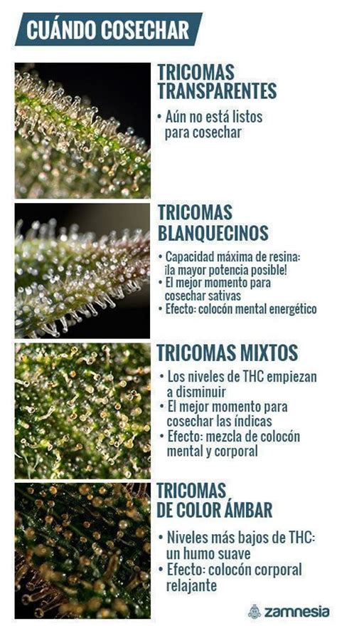 Gráfico comparativo de la maduración de los tricomas: niveles de transparencia, lechosos y ámbar para determinar el momento de cosecha.