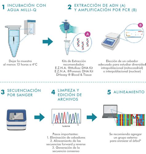 Esquema general del proceso de extracción y purificación de ADN plasmídico, mostrando las etapas clave desde la lisis celular hasta la obtención del producto final.