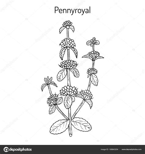 Ilustración botánica de la planta de poleo con sus hojas y flores