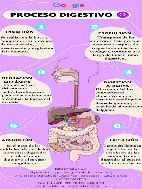 Esquema: Proceso digestivo de las legumbres y formación de gases