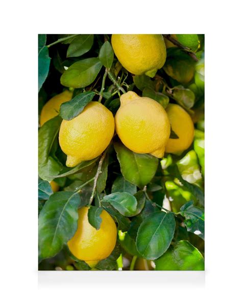 Primer plano de un póster de limones amarillos vibrantes sobre un fondo claro
