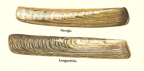 Imagen comparativa de la concha de una navaja y un longueirón, destacando la diferencia de forma.