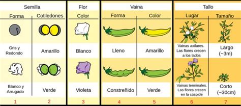 Esquema de las siete características de la arveja estudiadas por Mendel