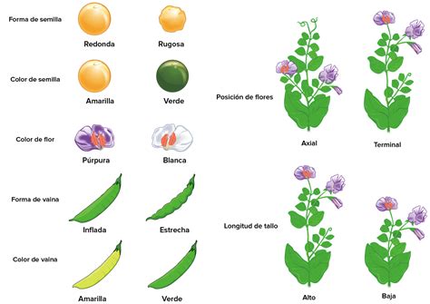 Comparación de semillas lisas y rugosas de arveja