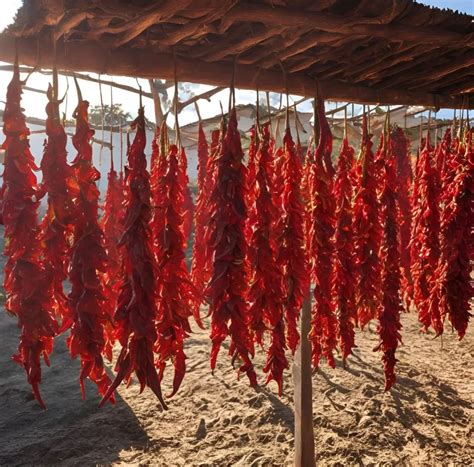 Preparación y secado tradicional de Tklapi al sol en Georgia