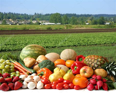 Campo de cultivo con variedad de verduras y frutas frescas al amanecer