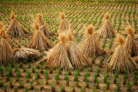 Campo de arroz cosechado con grandes pilas de paja de arroz
